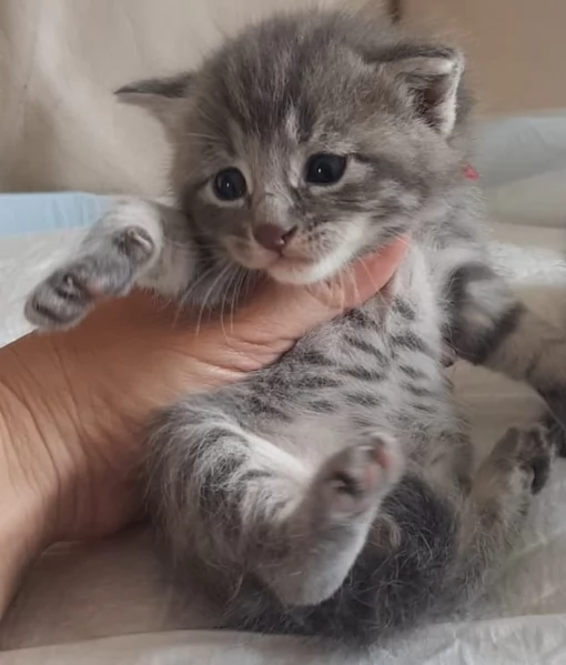 Gattino mix norvegese MASCHIO  | Foto 0
