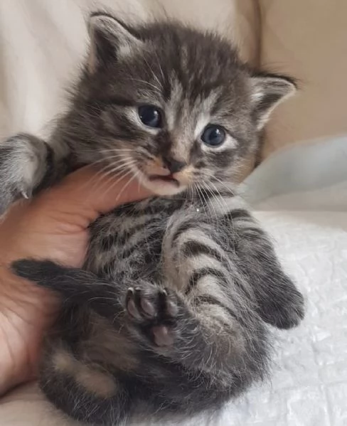 Gattino MASCHIO mix norvegese  | Foto 4