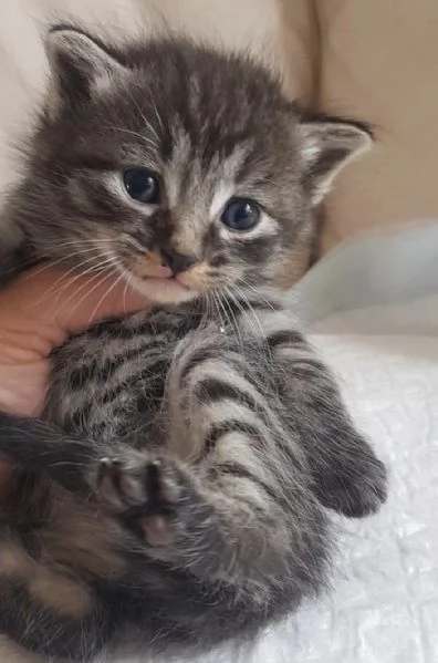 Gattino MASCHIO mix norvegese  | Foto 2
