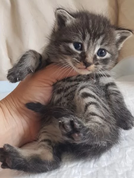 Gattino MASCHIO mix norvegese 