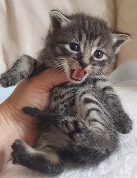 Gattino MASCHIO mix norvegese  | Foto 1