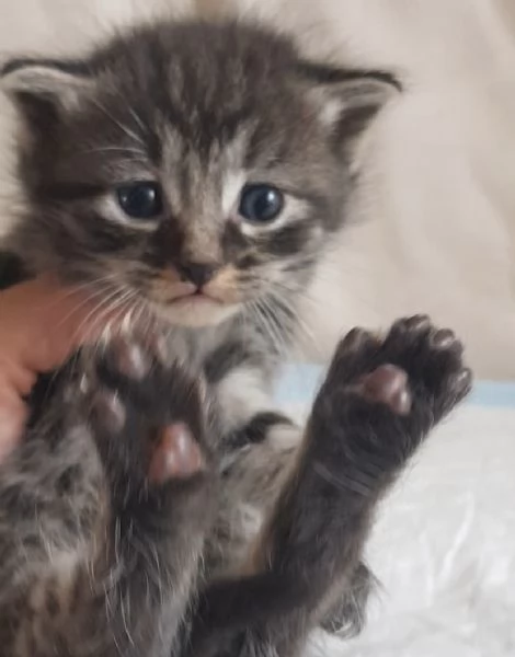 Gattino MASCHIO mix norvegese  | Foto 0