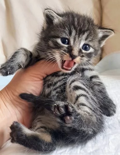 Piccolo cucciolo mix norvegese MASCHIO  | Foto 1