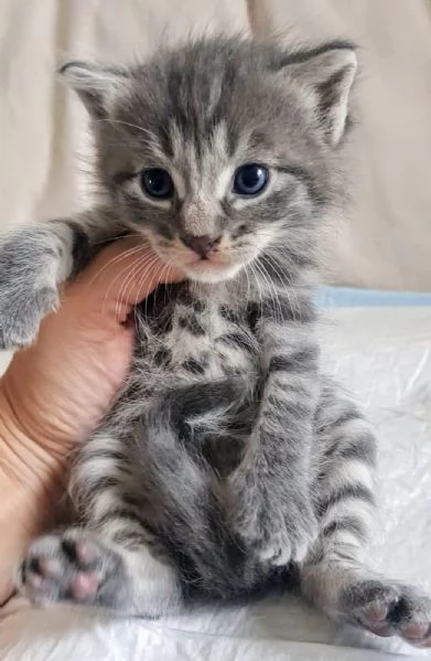Cucciolo MASCHIO MIX NORVEGESE 