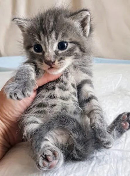 Cucciolo MASCHIO MIX NORVEGESE  | Foto 5