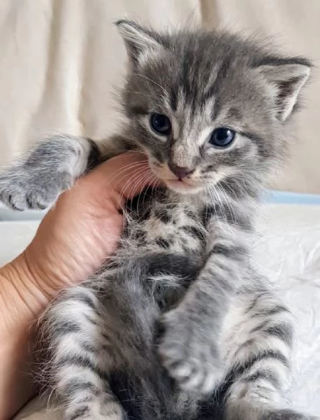 Cucciolo MASCHIO MIX NORVEGESE  | Foto 4