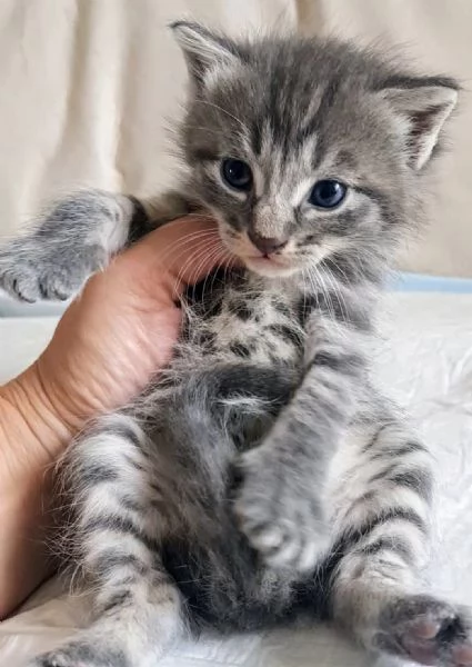 Cucciolo MASCHIO MIX NORVEGESE  | Foto 3