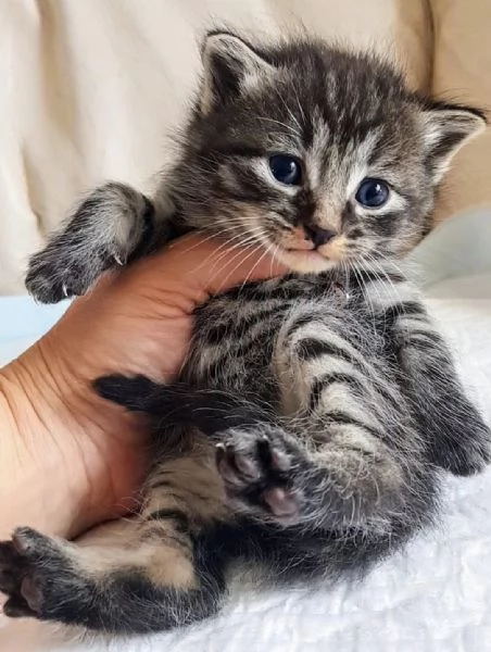 Cucciolo MIX NORVEGESE MASCHIO  | Foto 0