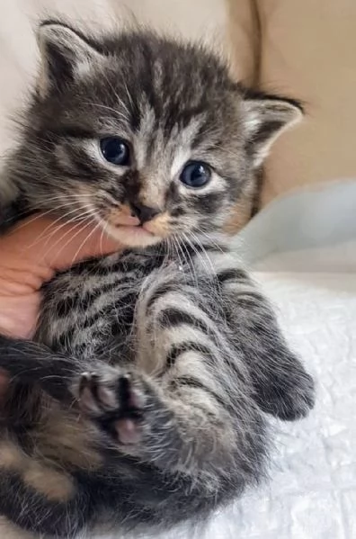 Cucciolo MIX NORVEGESE MASCHIO 