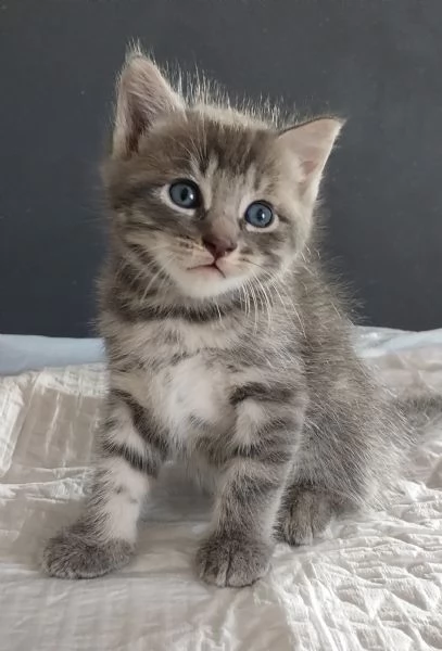 Gattino mix Norvegese delle Foreste MASCHIO  | Foto 4
