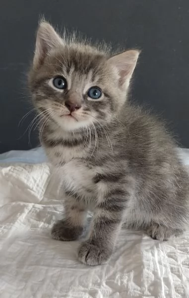 Gattino MASCHIO mix Norvegese delle Foreste  | Foto 4