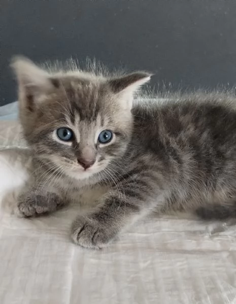Gattino MASCHIO mix Norvegese  | Foto 6