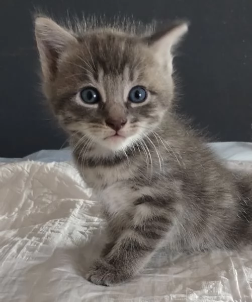 Gattino MASCHIO mix Norvegese  | Foto 4