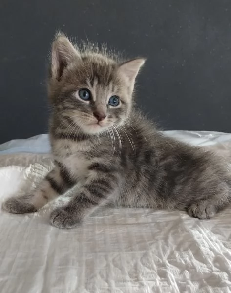 Gattino MASCHIO mix Norvegese  | Foto 3