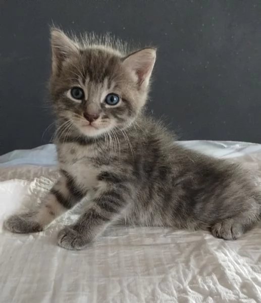 Gattino MASCHIO mix Norvegese  | Foto 2