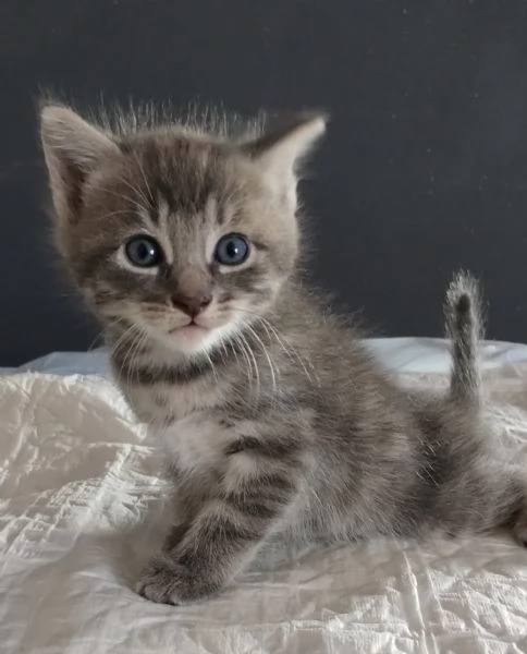 Gattino MASCHIO mix Norvegese  | Foto 1