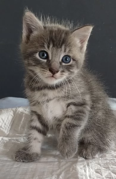 Gattino MASCHIO mix Norvegese  | Foto 0