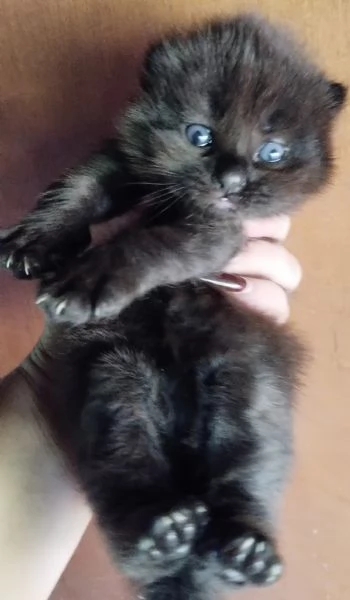 Cucciolo simil Siberiano MASCHIO  | Foto 2