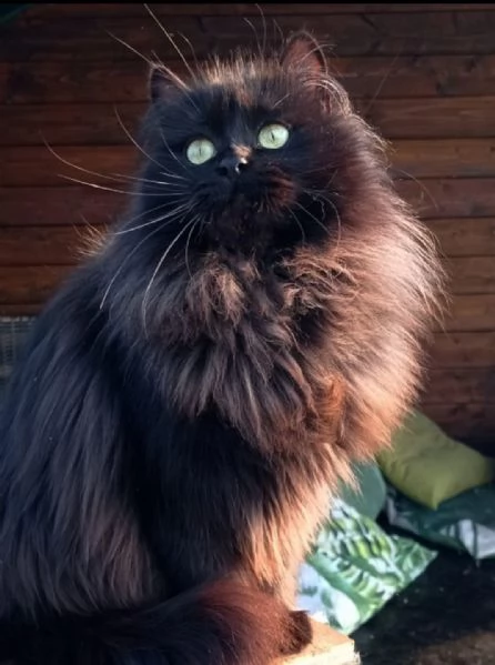 Cucciolo simil Siberiano MASCHIO  | Foto 1