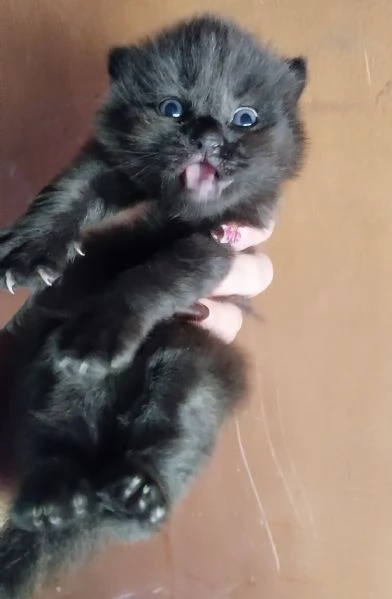 Cucciolo simil Siberiano MASCHIO 