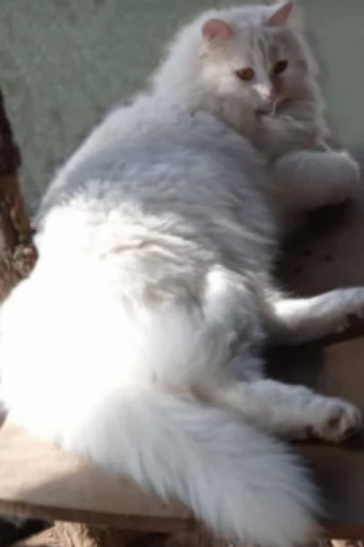 Cucciolo simil Siberiano MASCHIO  | Foto 0