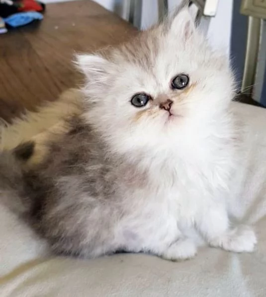 Cucciola di persiani normotipo FEMMINA  | Foto 4