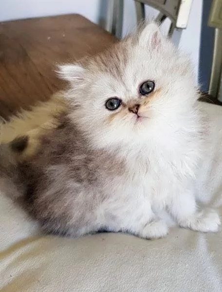 Cucciola di persiani normotipo FEMMINA 