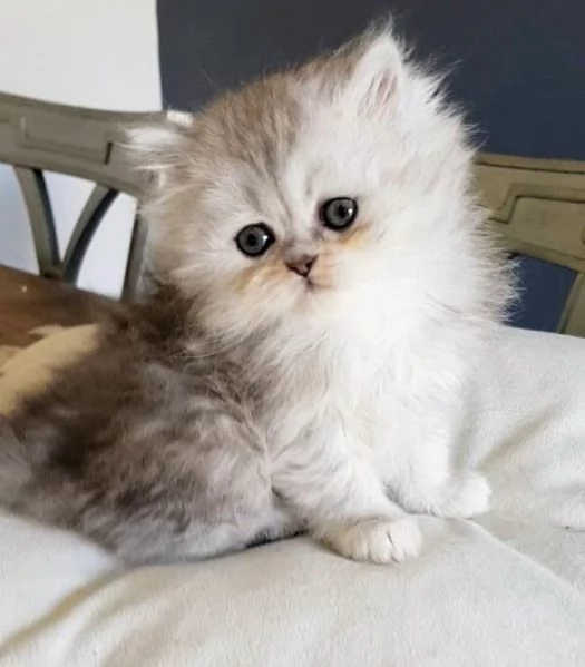 Cucciola di persiani normotipo FEMMINA  | Foto 3