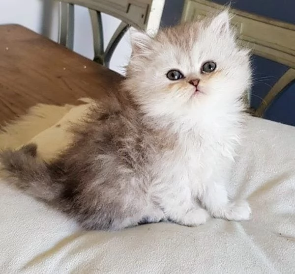 Cucciola di persiani normotipo FEMMINA  | Foto 2