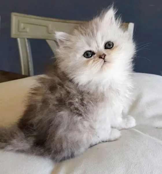 Cucciola di persiani normotipo FEMMINA  | Foto 1