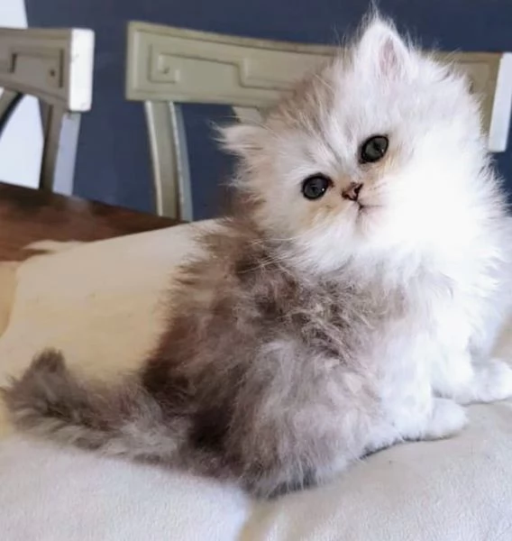 Cucciola di persiani normotipo FEMMINA  | Foto 0