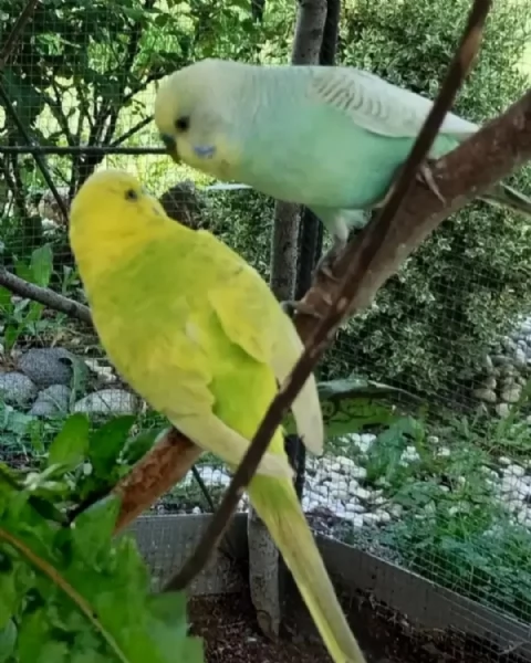 Pappagallini ondulati cocorite | Foto 4