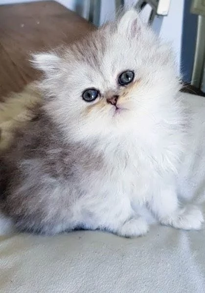 Cucciola di persiani FEMMINA  | Foto 4