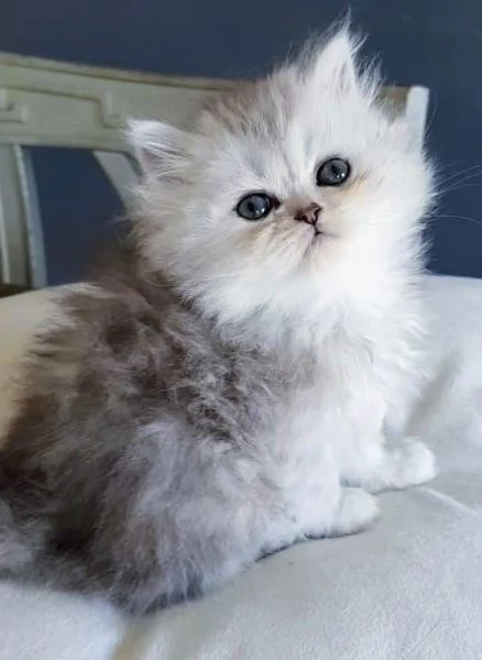 Cucciola di persiani FEMMINA  | Foto 3