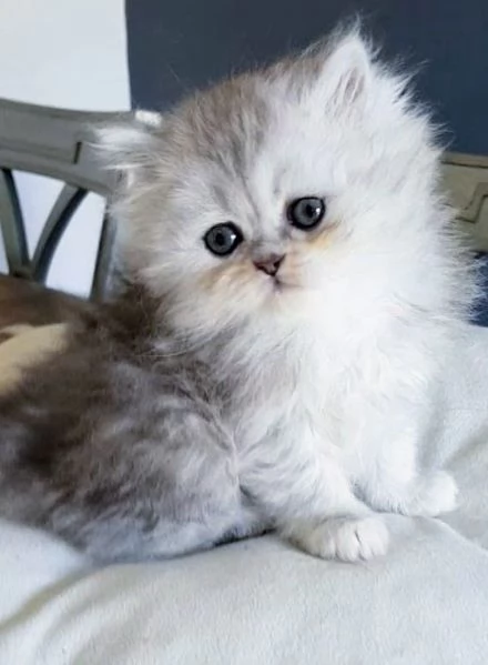 Cucciola di persiani FEMMINA  | Foto 2