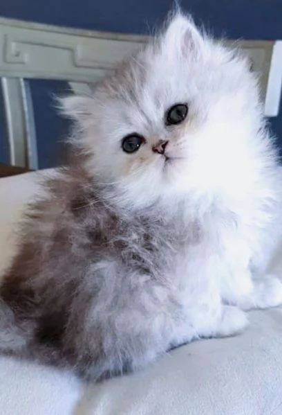 Cucciola di persiani FEMMINA  | Foto 0
