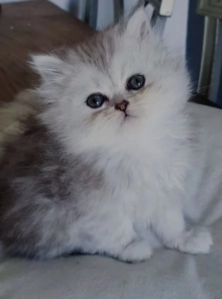 Cucciola di persiani FEMMINA 