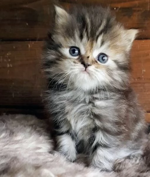Cucciolo di persiani MASCHIO 