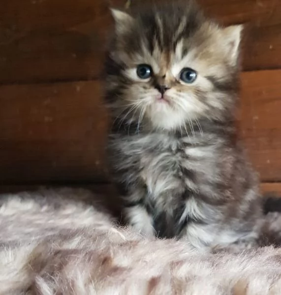 Cucciolo di persiani MASCHIO  | Foto 6