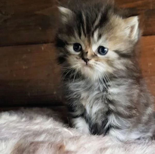 Cucciolo di persiani MASCHIO  | Foto 4