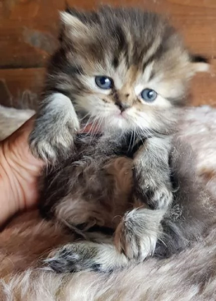 Cucciolo di persiani MASCHIO  | Foto 3