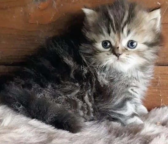 Cucciolo di persiani MASCHIO  | Foto 1