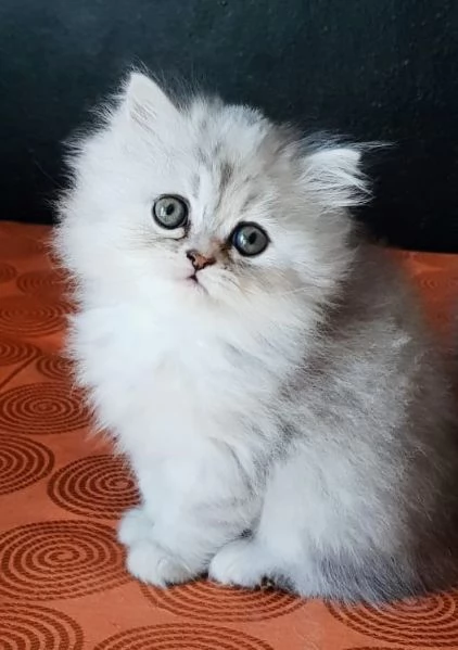 Cucciola di persiani FEMMINA  | Foto 4