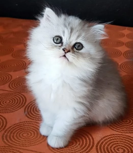 Cucciola di persiani FEMMINA  | Foto 3