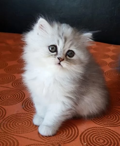 Cucciola di persiani FEMMINA  | Foto 2
