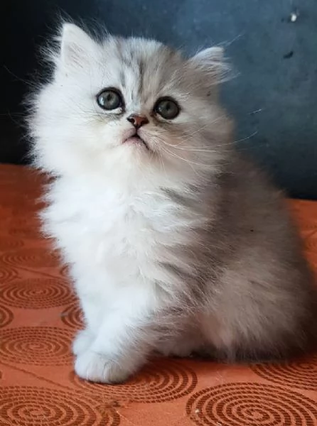Cucciola di persiani FEMMINA  | Foto 1