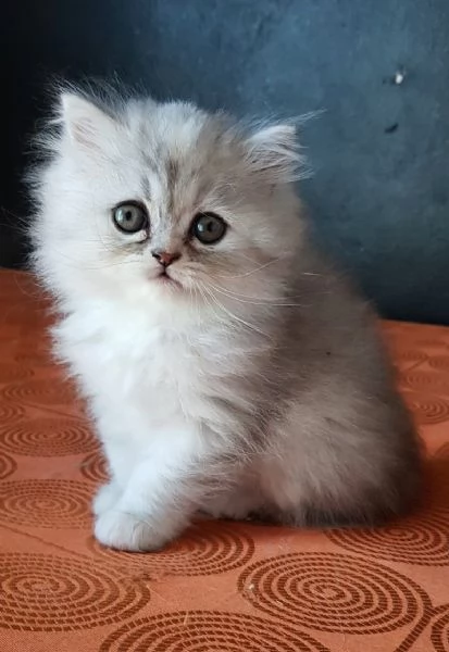 Cucciola di persiani FEMMINA  | Foto 0