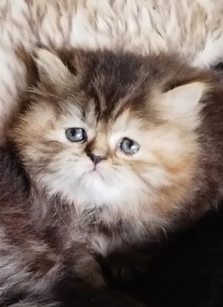 Cucciola di persiani FEMMINA  | Foto 6