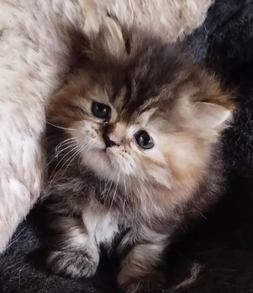 Cucciola di persiani FEMMINA  | Foto 4