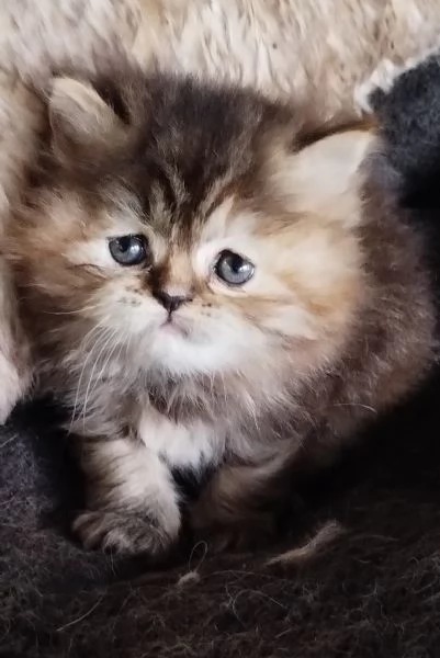 Cucciola di persiani FEMMINA  | Foto 3